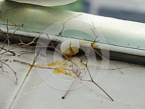 The ant colony is absorbing the yolk of the broken red collared dove egg on the balcony floor.