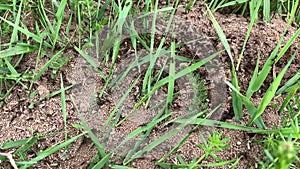 An ant colony close up, Formica rufa, also known as the red wood, southern wood or horse ant running quickly here and