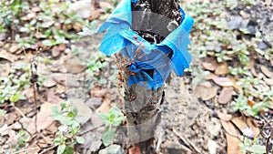 Coloni red ant in the tree