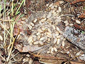 Ant Colony and eggs