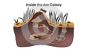 Ant colony living underground, Cartoon anthill colony at soil