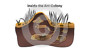 Ant colony living underground, Cartoon anthill colony at soil