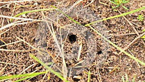 Ant Colony Subterranean Nest