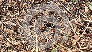 Ant Colony Subterranean Nest  Formicidae