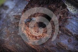 An ant coming out of the hole dig into a cherry tree