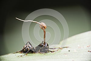 Ant with Cordyceps