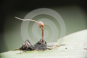 Ant with Cordyceps photo