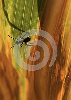 Ant on a corn leaf