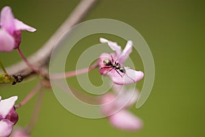 Ant Crawling on Redbud Tree Bloom In Spring