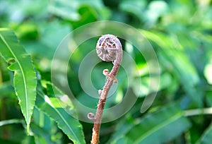 Ant crawling up a fern stem