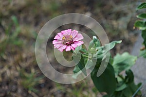 An ant crawls on a pink-purple zinnia flower in June in the garden. Berlin, Germany