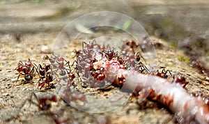 ant dinner party eating unlucky worm