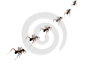 Ant Discipline
