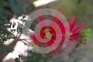 Ant discrata in a beautiful flower!