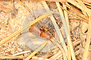Ant Dragging Beetle