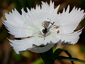 Ant drinking from a flower