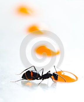 Ant eat juice stock photo