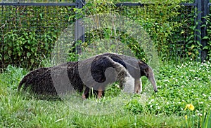 Ant-eater on a green meadow photo