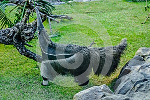 Ant-eater in Loro Parque, Tenerife, Canary Islands photo