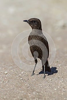 Ant-eating chat