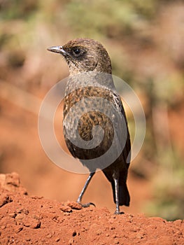 Ant eating chat on red soil