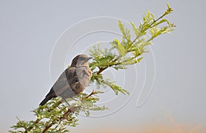 Ant-eating Chat