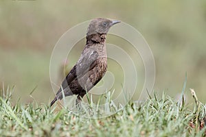 Ant eating chat sitting on grass in the early morning sun