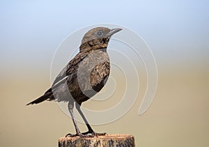 Ant eating chat sitting on a perch in early morning sun