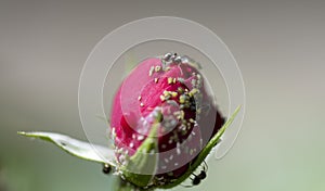 Ant eating micro organisms on red rose petals