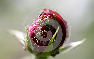 Ant eating micro organisms on red rose petals