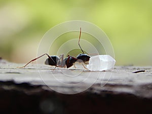 Ant Eating Piece of Sugar