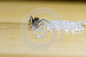 Ant Eating Sugar