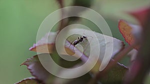 Ant eats leaves, footage taken with macro lens