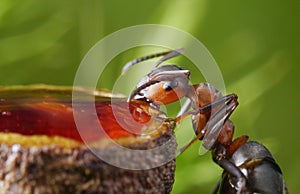 ant eats strawberry syrup