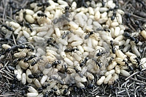 Ant and eggs