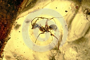 Ant Encased in Burmese Amber - Close Up