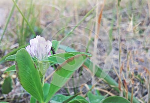 An ant enjoying the scent of a wild flower on a sunny day