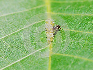 Ant extracting honeydew from aphids herd on leaf