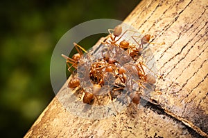 Ant Extreme Close Up