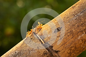 Ant Extreme Close Up