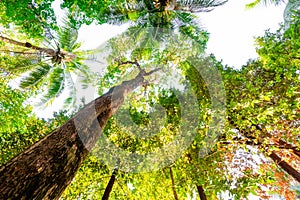 ant eye view of Resak Tembaga tree in jungle background.forest and environment concept photo