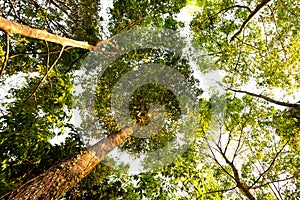 ant eye view of Resak Tembaga tree in jungle background.forest and environment concept photo