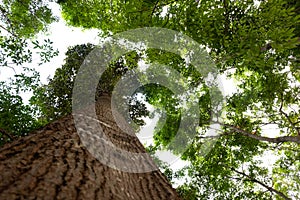 ant eye view of Resak Tembaga tree in jungle background.forest and environment concept photo