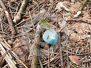 An ant of the family Formica rufa crawled into an egg shell in search of food. One red forest ant