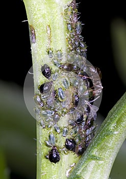 Ant and Black and green Aphids