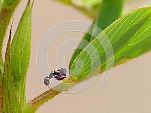 Ant Feeding On Plant Growth 2
