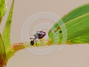 Ant Feeding On Plant Growth 3
