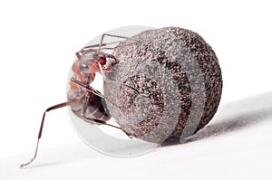 Ant fights with heavy stone