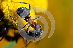 Ant on flower