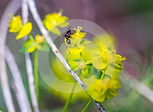 Ant on a flower